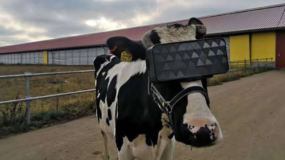 Farmer makes cows wear VR headsets to simulate green pasture