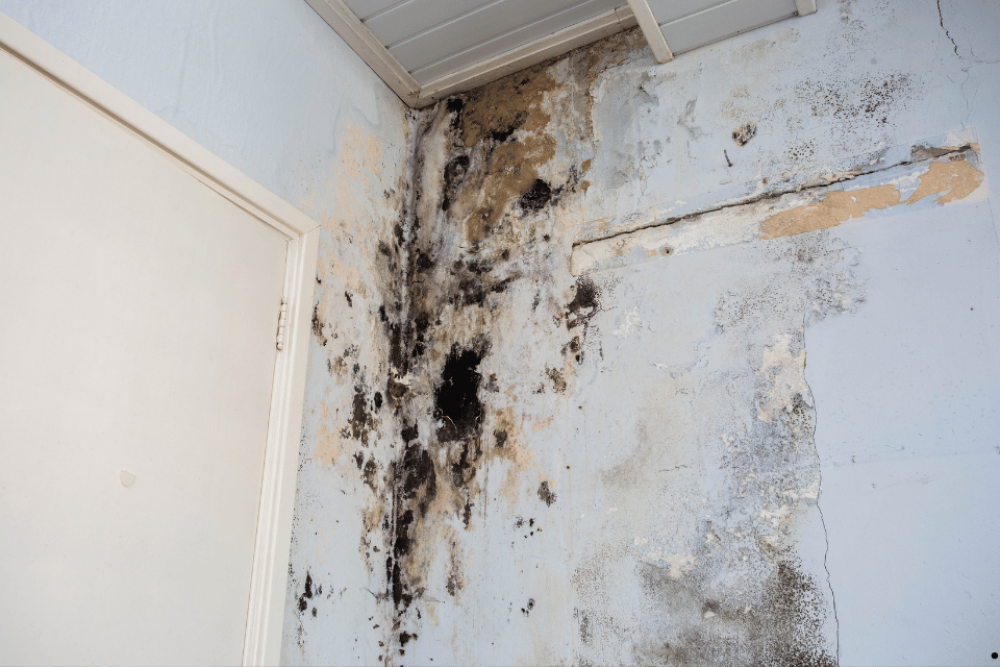 Preventing Mold and Mildew Growth in Crawl Spaces: Effective Humidity Control Tips