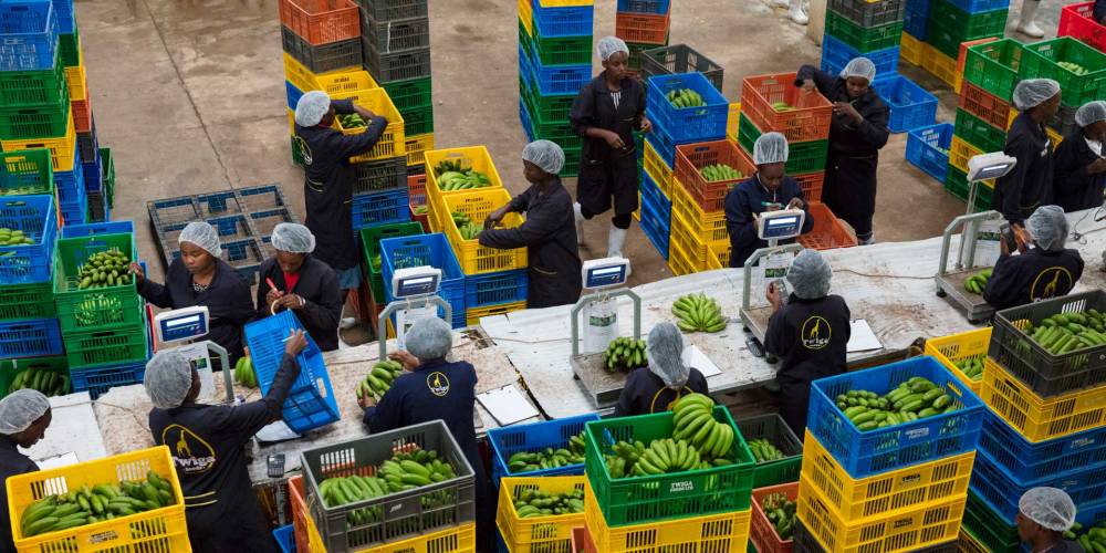 Twiga, a Kenyan foodtech company, secures $50 million in funding to expand access to fresh farm produce