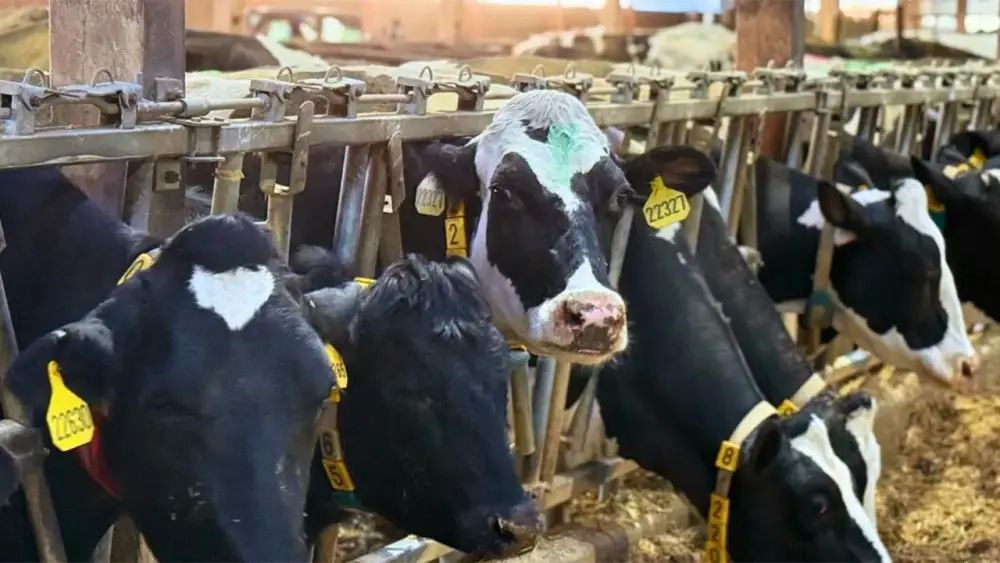 How Wearable Technology is Changing the Way Farmers Manage Their Herds