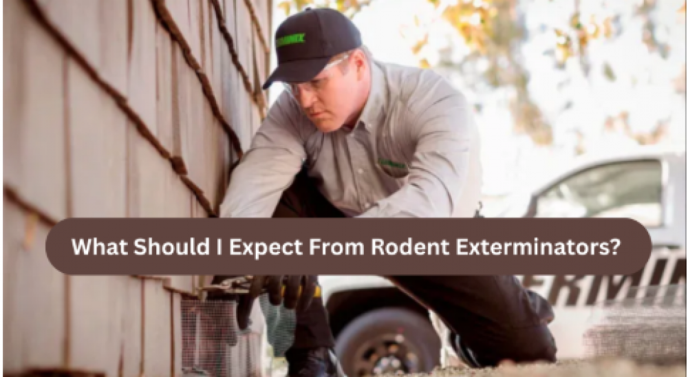 What Should I Expect From Rodent Exterminators?