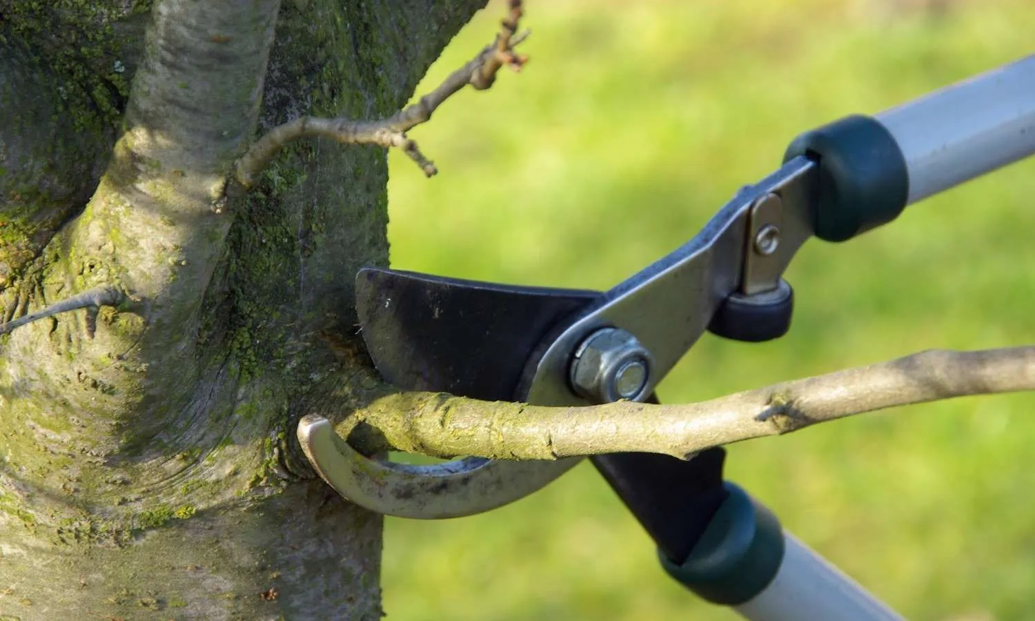 Appreciating Tree Topping